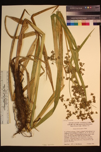 Scirpus microcarpus image